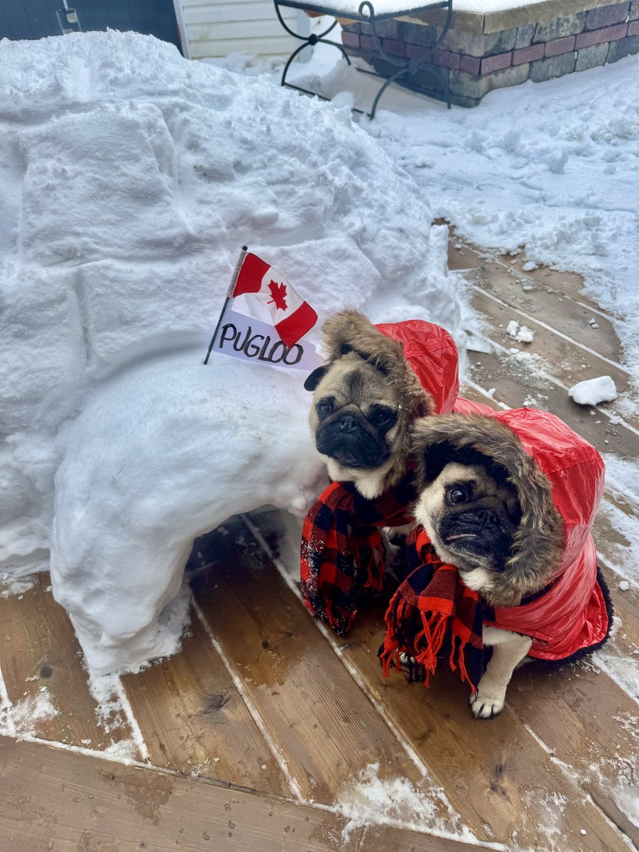 IgorPugDog's tweet image. Mom has FAR too much time on her hands 😈 

#pug #Canada #snow #winterwonderland #ldnont