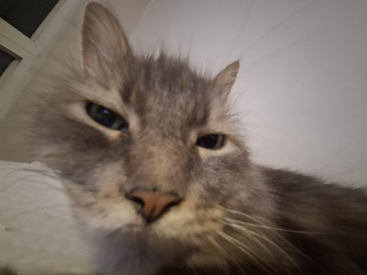 MeatMoon (COMMS OPEN) tweet media