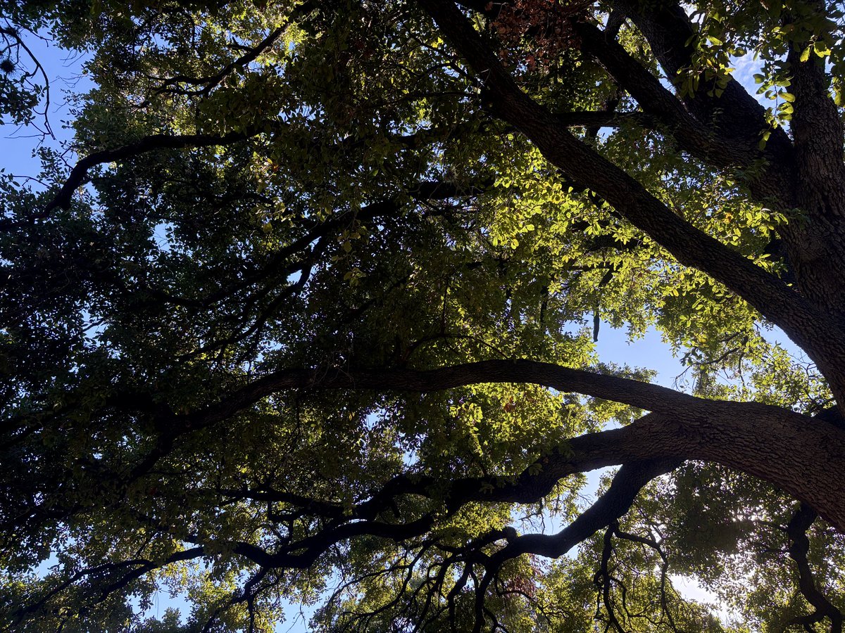 deallium's tweet image. in my heart it’s real