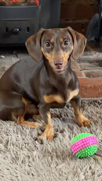millypod1's tweet image. 🆘12 JAN 2026 #Lost Deya #ScanMe
YOUNG Dachshund: Miniature Male #PUPPY
Lawdley Road #Coleford #Gloucestershire #GL16
doglost.co.uk/dog/201762