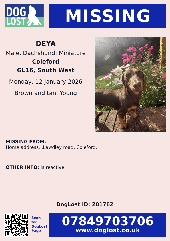 millypod1's tweet image. 🆘12 JAN 2026 #Lost Deya #ScanMe
YOUNG Dachshund: Miniature Male #PUPPY
Lawdley Road #Coleford #Gloucestershire #GL16
doglost.co.uk/dog/201762