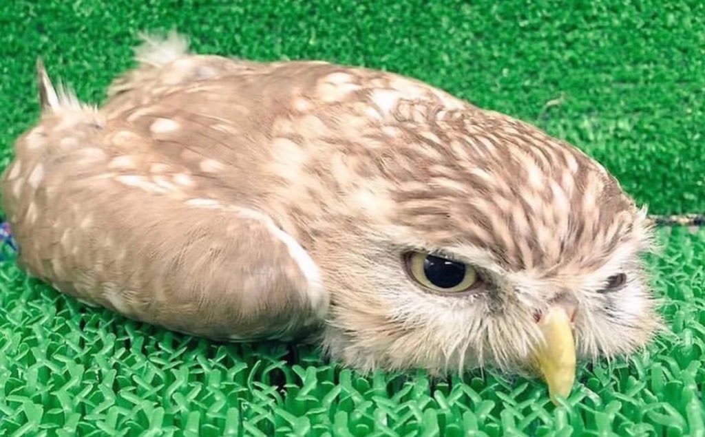 seishirobear's tweet image. so owlets sleep on their stomachs because their heads are too heavy…… /cough/ boba rin 🤧