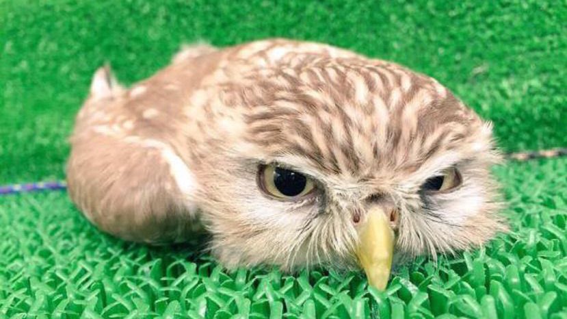 seishirobear's tweet image. so owlets sleep on their stomachs because their heads are too heavy…… /cough/ boba rin 🤧