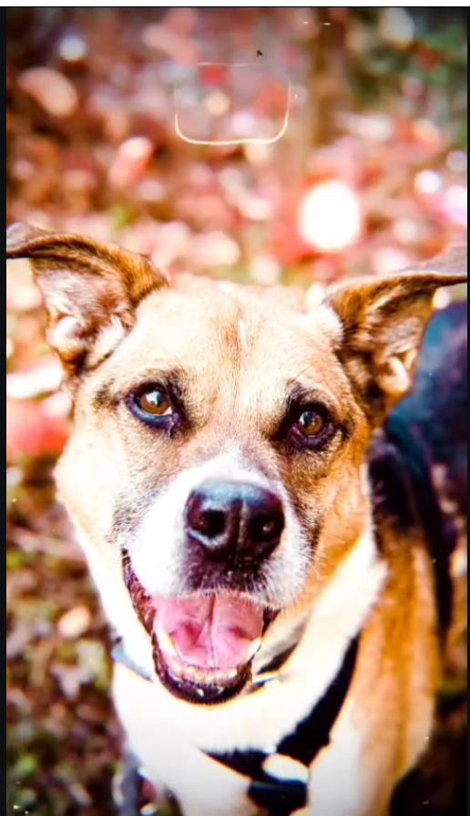 #BARCELONA
#TOBBY tiene 12 años. Llegó al caac junto con su hermano (tristemente fallecido), porque en su hogar hubo un incendio y su "familia", jamás volvió a recuperarlos... Así que el pobre Tobby, lo perdió todo....

Se le nota tristón, pero sigue siendo muy cariñoso con las