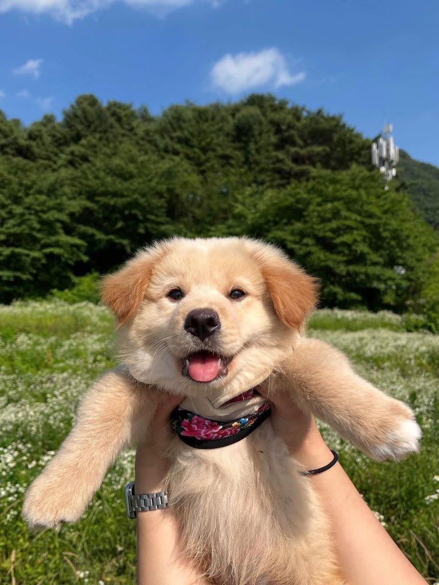 This is Gamja. His ears are just a bit darker than the rest of his fur so people don't miss how perfectly floppy they are. 12/10