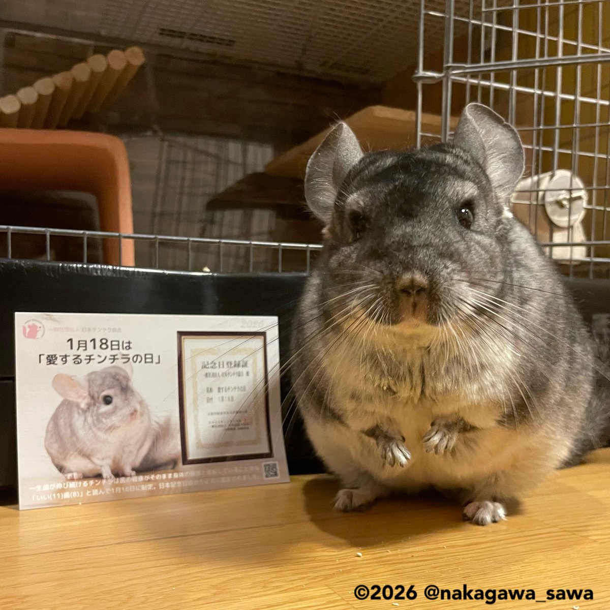 愛するチンチラの日 #JCA愛チラ2026 選べなかったので けいちゃんは4枚