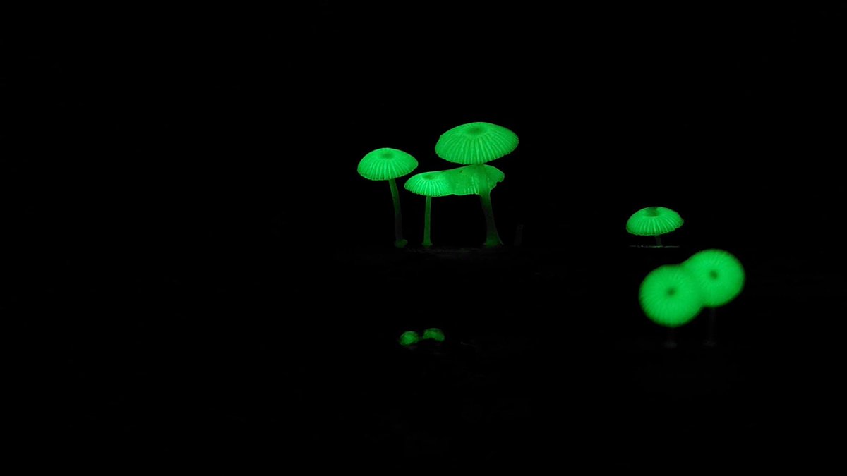 rreadresistance's tweet image. Hii!! aku baru pulang ekspedisi jamur di hutan kampus IPB bareng bogor naturalis. SERUUUUUUUUUU BANGETTT akhirnya impianku ini terwujud, bahkan lihat jamur glow in the dark 🥹🍄