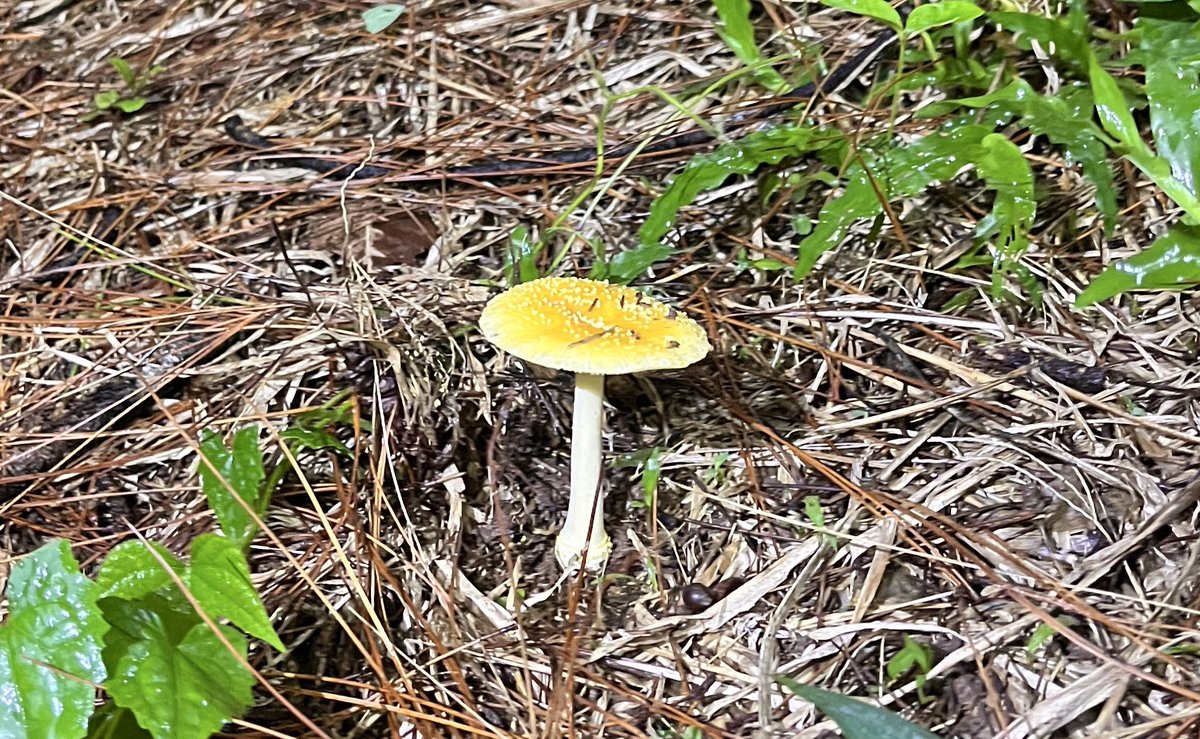 rreadresistance's tweet image. Hii!! aku baru pulang ekspedisi jamur di hutan kampus IPB bareng bogor naturalis. SERUUUUUUUUUU BANGETTT akhirnya impianku ini terwujud, bahkan lihat jamur glow in the dark 🥹🍄
