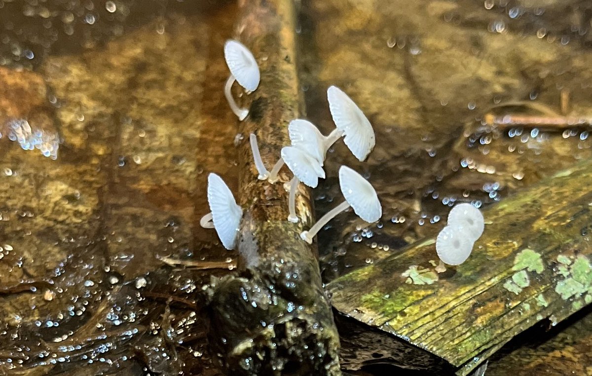 rreadresistance's tweet image. Hii!! aku baru pulang ekspedisi jamur di hutan kampus IPB bareng bogor naturalis. SERUUUUUUUUUU BANGETTT akhirnya impianku ini terwujud, bahkan lihat jamur glow in the dark 🥹🍄