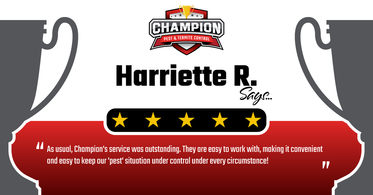 Champion Pest & Termite Control tweet media