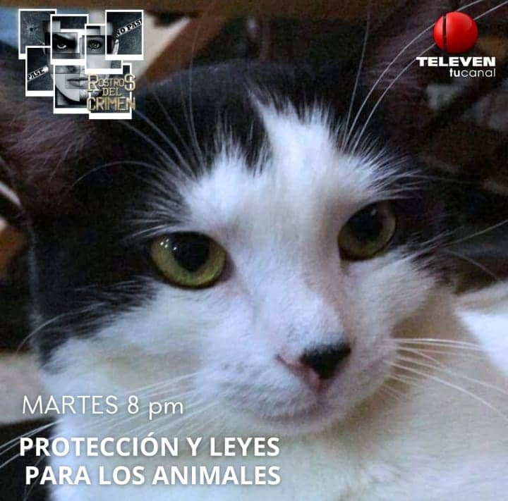 NuriTrejo's tweet photo. #17Ene. #LaHoraX de #LuluSomosTodos. Llamaron e investigaron objetivamente escogiendo el caso de #LuluSomosTodos y el de #JUSTICIAPARAGOL, como emblemas de #MaltratoAnimal en el Programa "RostroS DEL CRIMEN" #JusticiaParaTodos. Gracias, #TELEVEN. #DenunciaPublica. #Seguimos! https://t.co/qObIlAh2HI