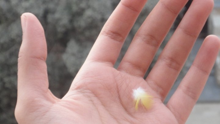 dext5_'s tweet image. تقول الاساطير ان العثور على ريشة هو إشارة او رسالة روحية من السماء
والملونة غالبًا ترمز للفرح والأمل
(عصفورتي في فترة غيار الريش) لكن شكرًا للخزعبلات