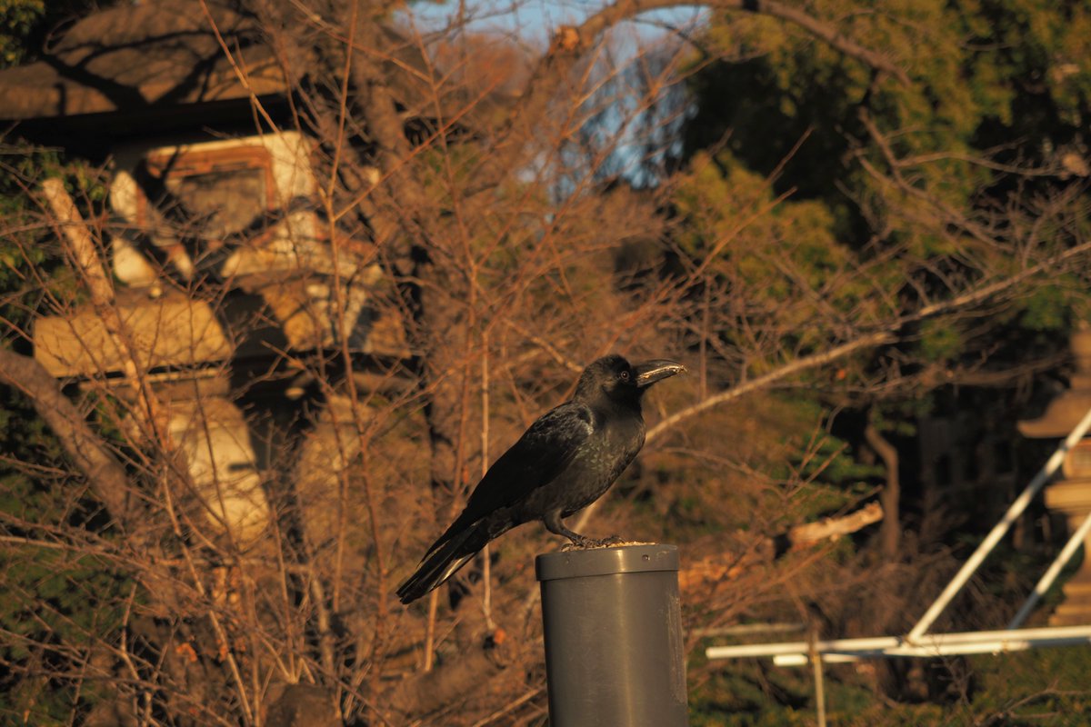 veri /べり tweet media