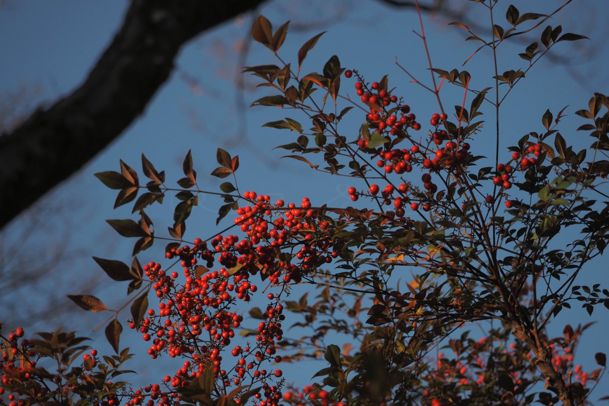 veri /べり tweet media