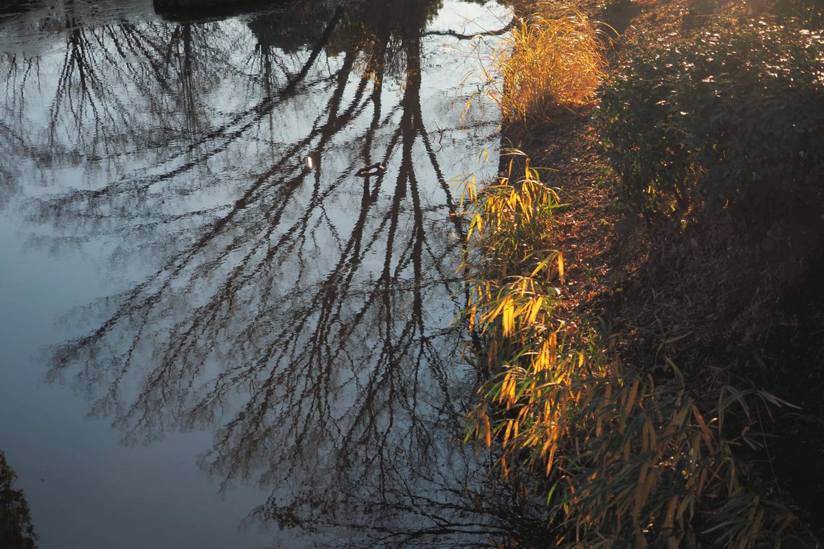 veri /べり tweet media