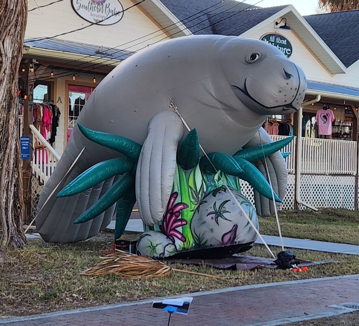 Save the Manatee tweet media