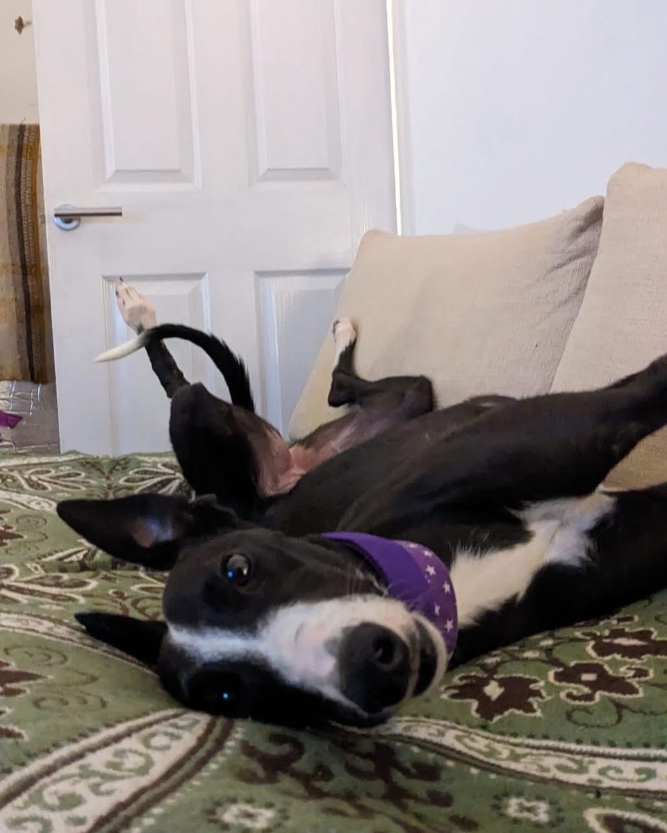 LurcherSOS's tweet image. Brandy walks nicely on a loose lead  and has lovely manners with people and dogs. She’s house trained, easy going, has no guarding issues and can be left for a few hours without any problems.
If you’re looking for a cuddly companion Brandy is your girl! 💕 lurchersos.org.uk/dogs-for-adopt…