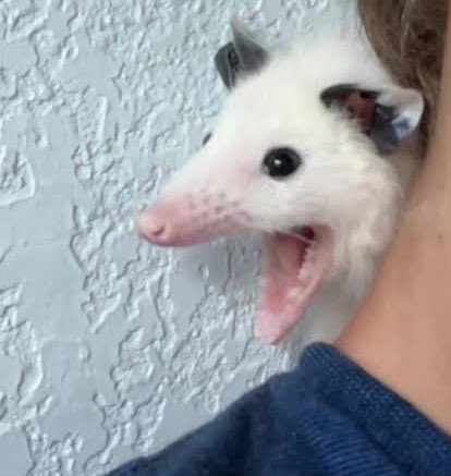 Emile Whaibeh tweet media