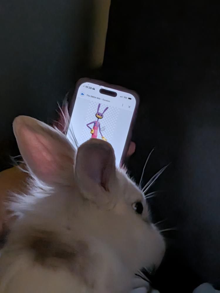sugarfriendIy's tweet photo. giving my rabbit body dysmorphia https://t.co/3AXA4gXyo7