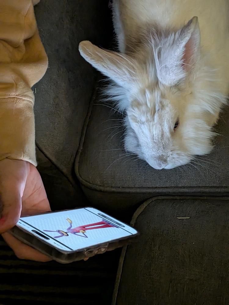 sugarfriendIy's tweet photo. giving my rabbit body dysmorphia https://t.co/3AXA4gXyo7