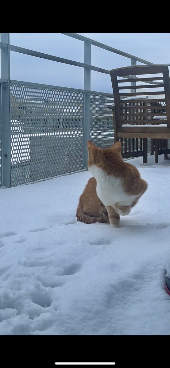 Ilyes ⵣ tweet media