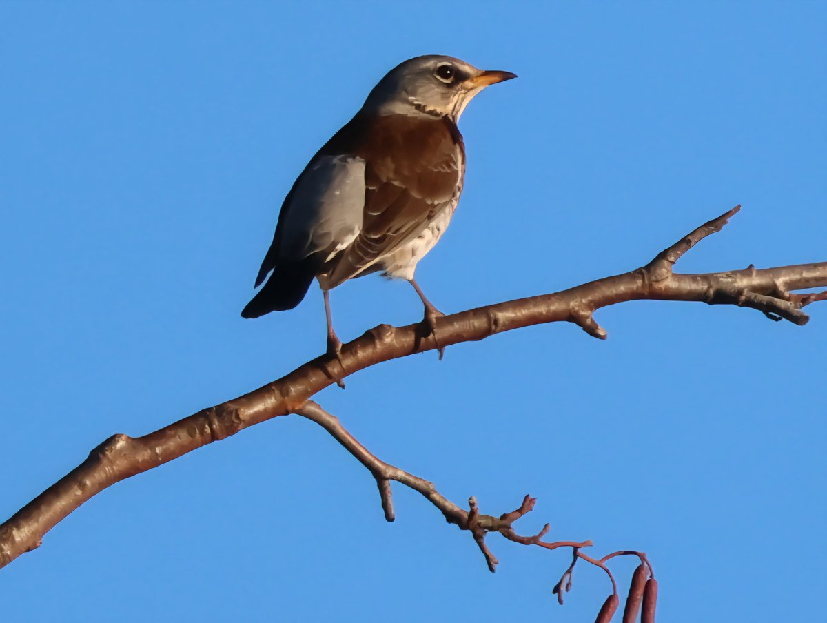 Dr Emma Preece tweet media