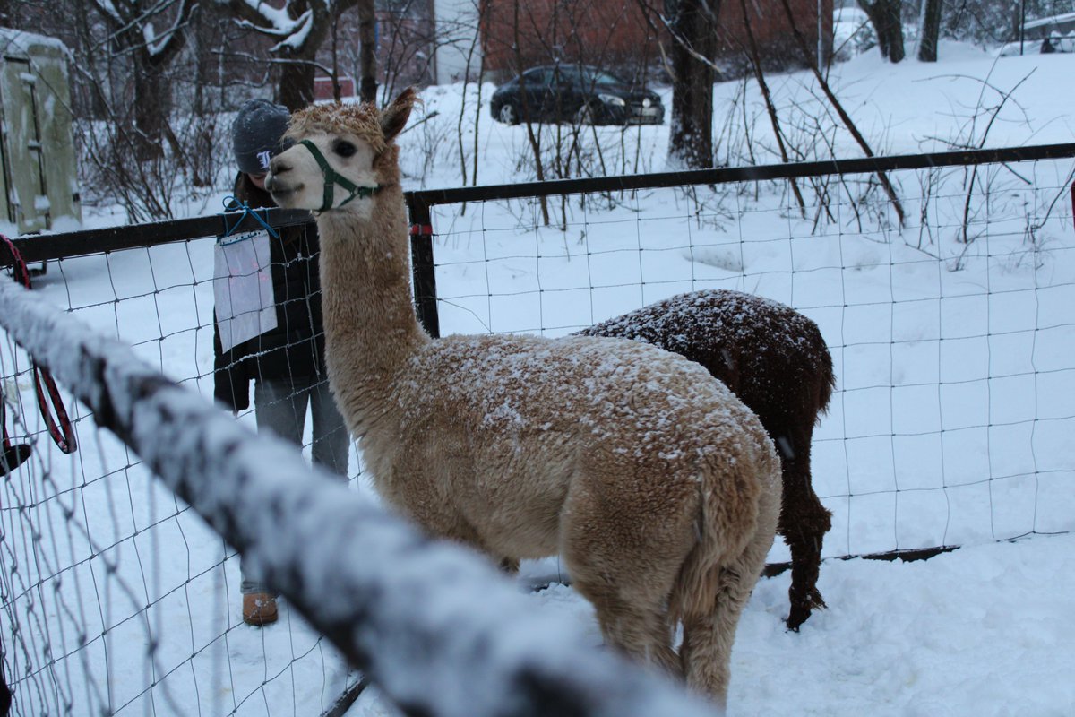 Nitro Games tweet media