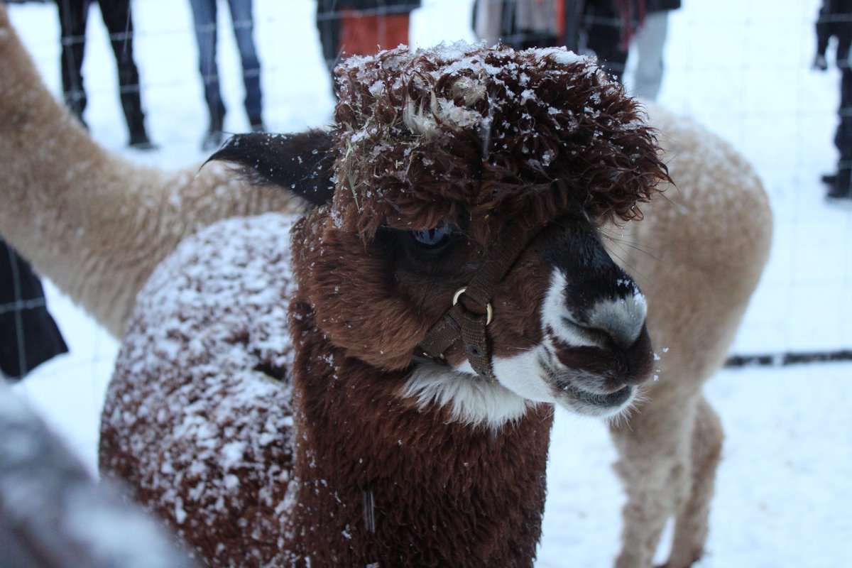 Nitro Games tweet media