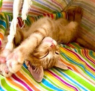 JavaKaffee's tweet image. 煮物タイム？ 😎