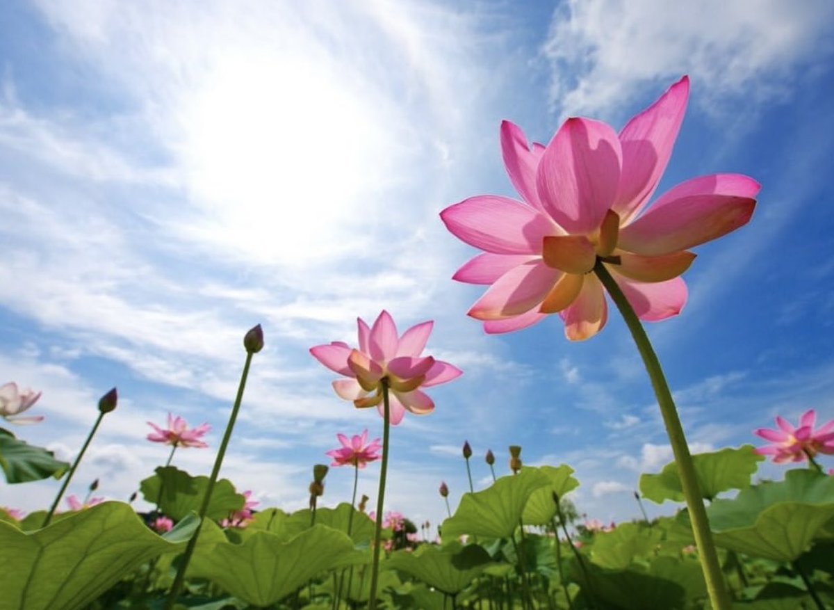 inreuo's tweet image. 