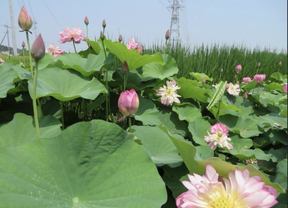 inreuo's tweet image. 