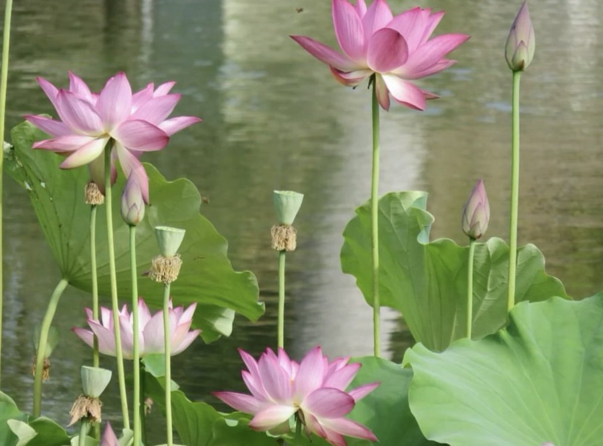 inreuo's tweet image. 