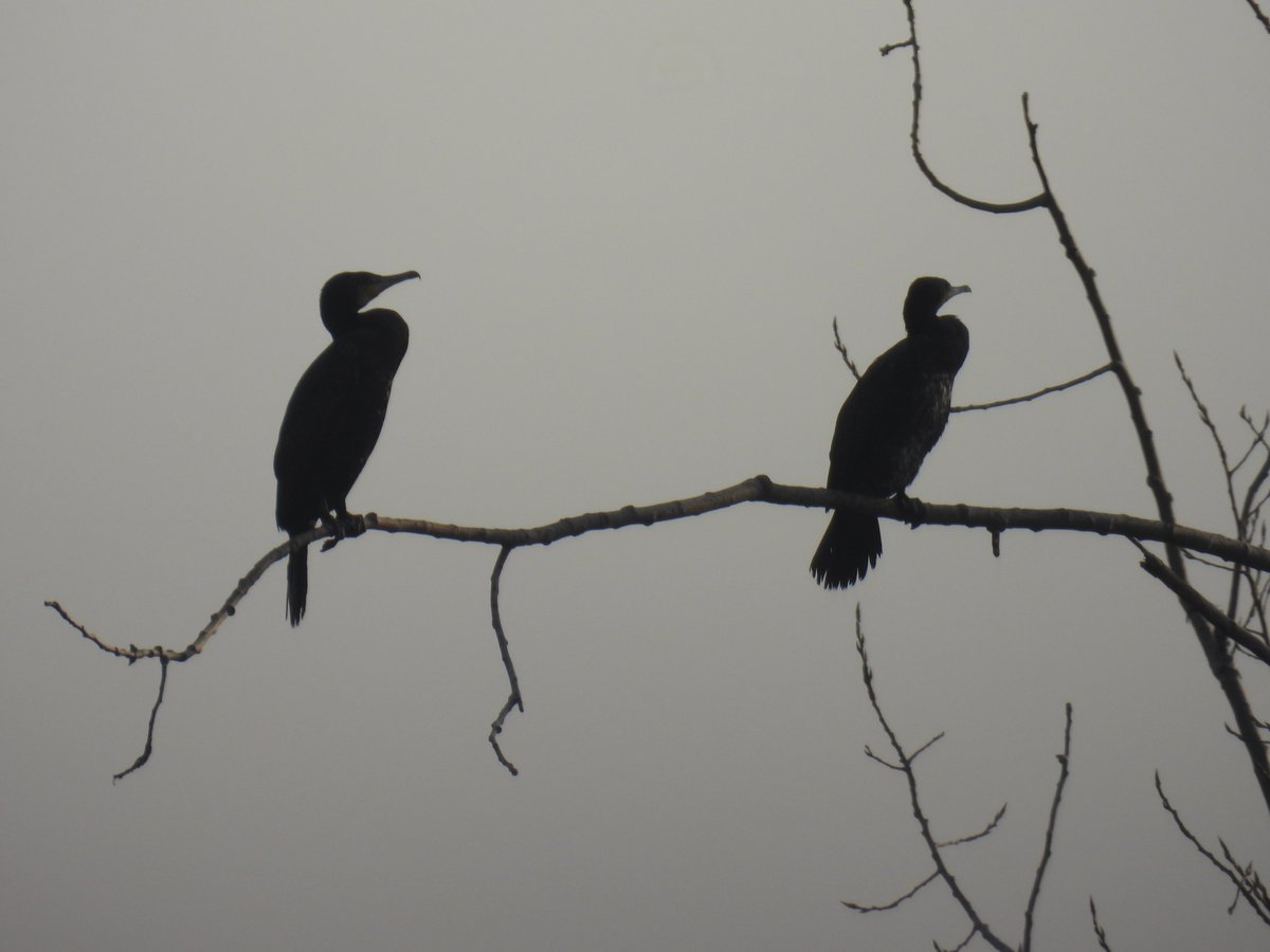 넓적한 오리발로 어떻게 저 나뭇가지에 앉아있을 수 있는 것인가 
#민물가마우지