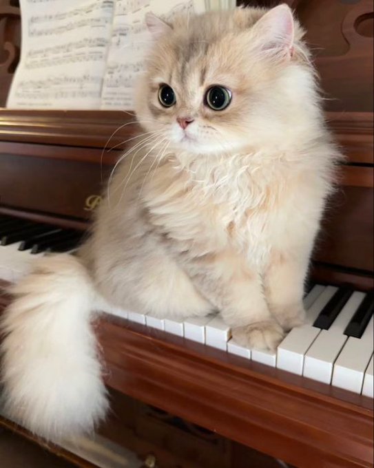 BoughtSome66443's tweet photo. just run this cat
at this point nothing migrates

$pianocat https://t.co/N8huE609iR