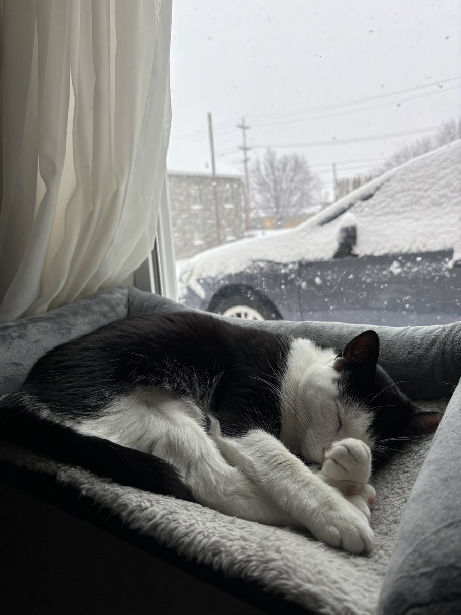 LindstheReader's tweet image. This snow is making me sleepy 😴