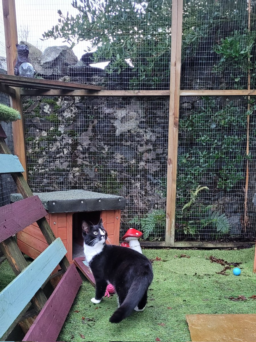Catbell74's tweet photo. First time wee Lilli has ever gone outside! She loves it...#proudparentmoment #kitten #lillibell #scottishborders #cutecats #catsoftwitte #CatsOnX @SusanCalman
@TheStourbridge @PickliciousF @JaneFallon @rickygervais @TreasuryMog @Number10cat @TowelyTowel https://t.co/JOgyIyNNp3