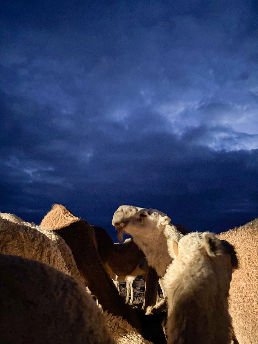 Muhanad ALsharari tweet media