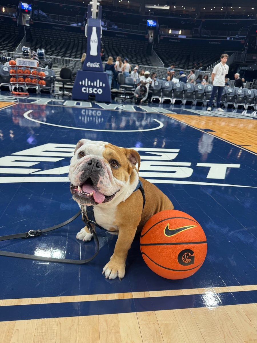 Jack the Bulldog tweet media