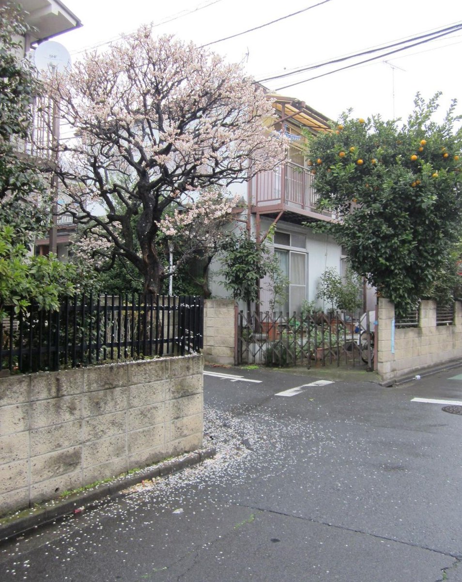 SwSmiith's tweet image. 久しぶり！新年度から保湿 🐹