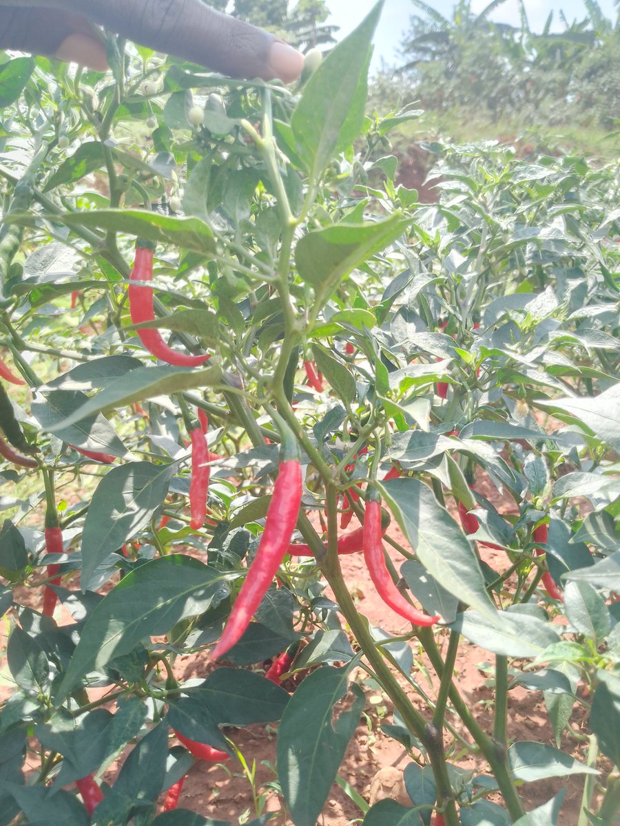 U&I SMART AGRI LTD tweet media