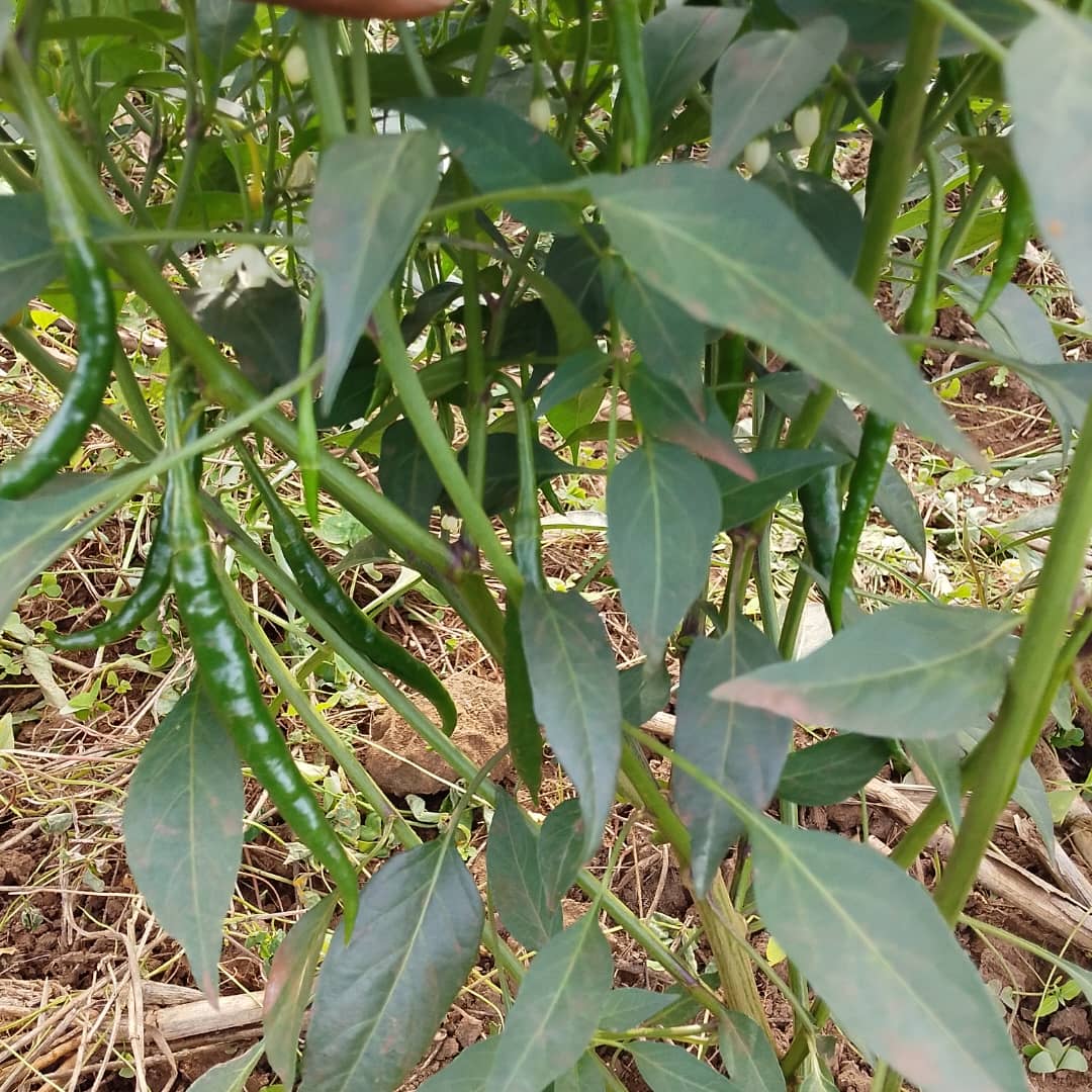 U&I SMART AGRI LTD tweet media