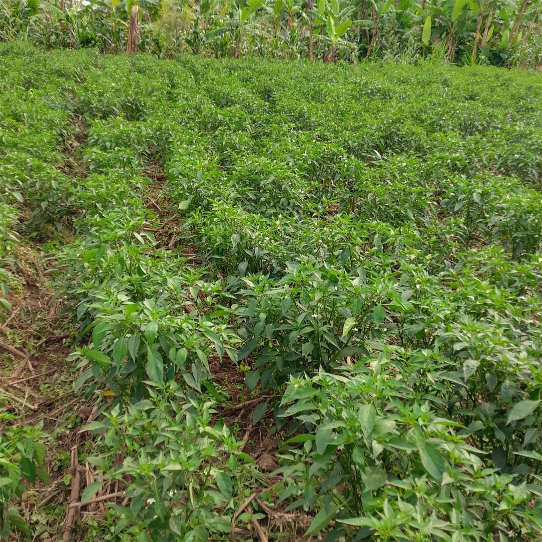 U&I SMART AGRI LTD tweet media