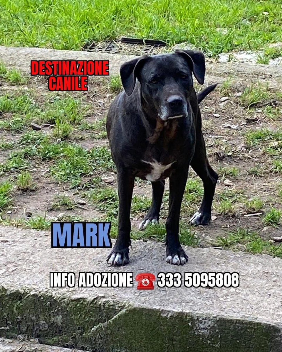zampa_qua's tweet photo. STRAURGENTE 🆘🆘🆘🆘☎️3335095808🐕"
Prego qualcuno legga nei miei occhi tutta la bontà del mondo perché io sono così tanto buono "MARK e meraviglioso,Vi prego finirà in canile 😭leggete🔽si cerca con URGENZA STALLO O ADOZIONE ❤️🙏#4voiceless #stallo #adotta https://t.co/d6goUbEc2H