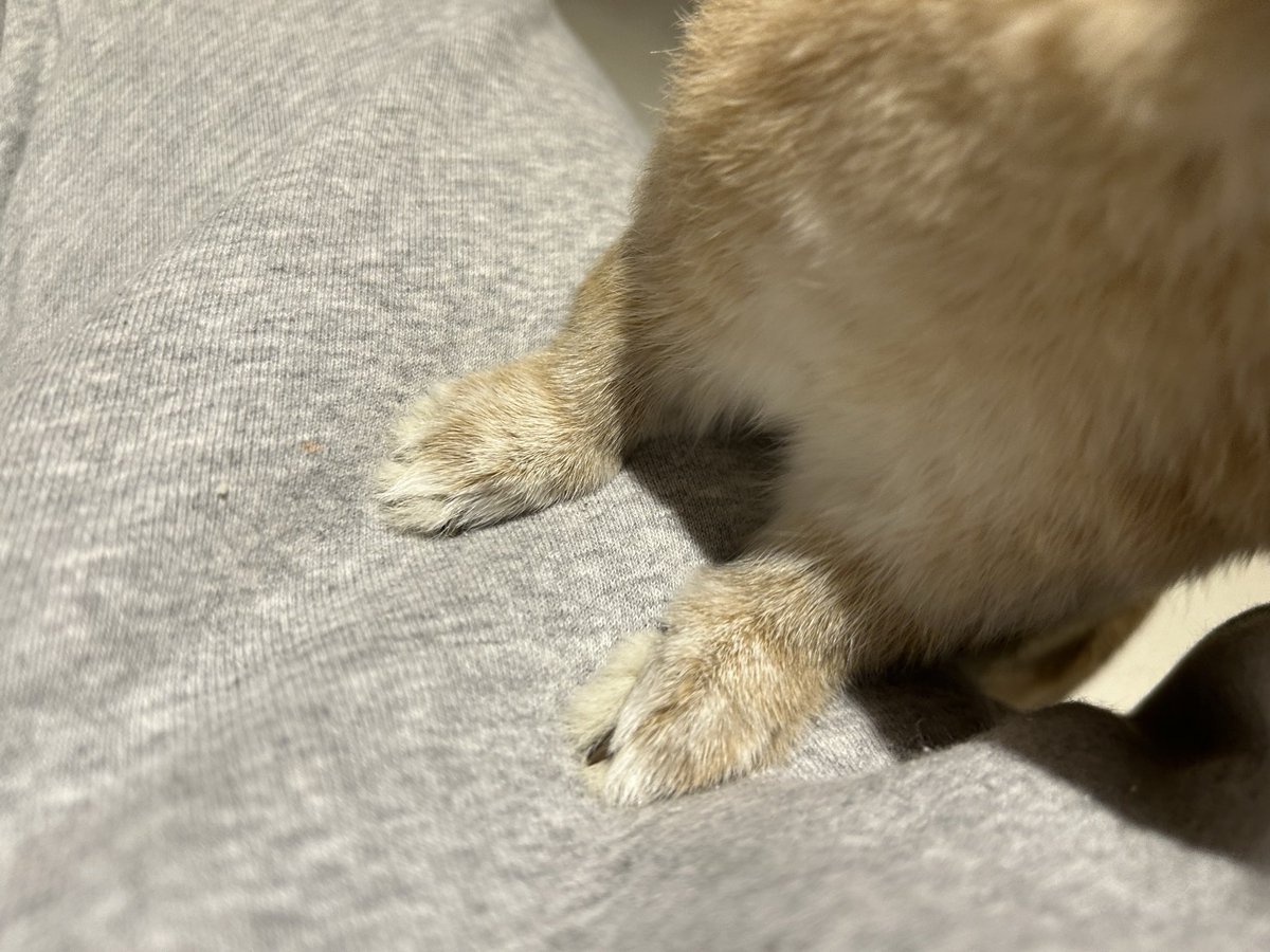 こたつの中で寝てたのに私がそばを離れるとすぐ探しにやってくるあかちゃん

코타츠 안에서 자고 있었는데, 내가 곁을 떠나면 찾으러 오는 아기