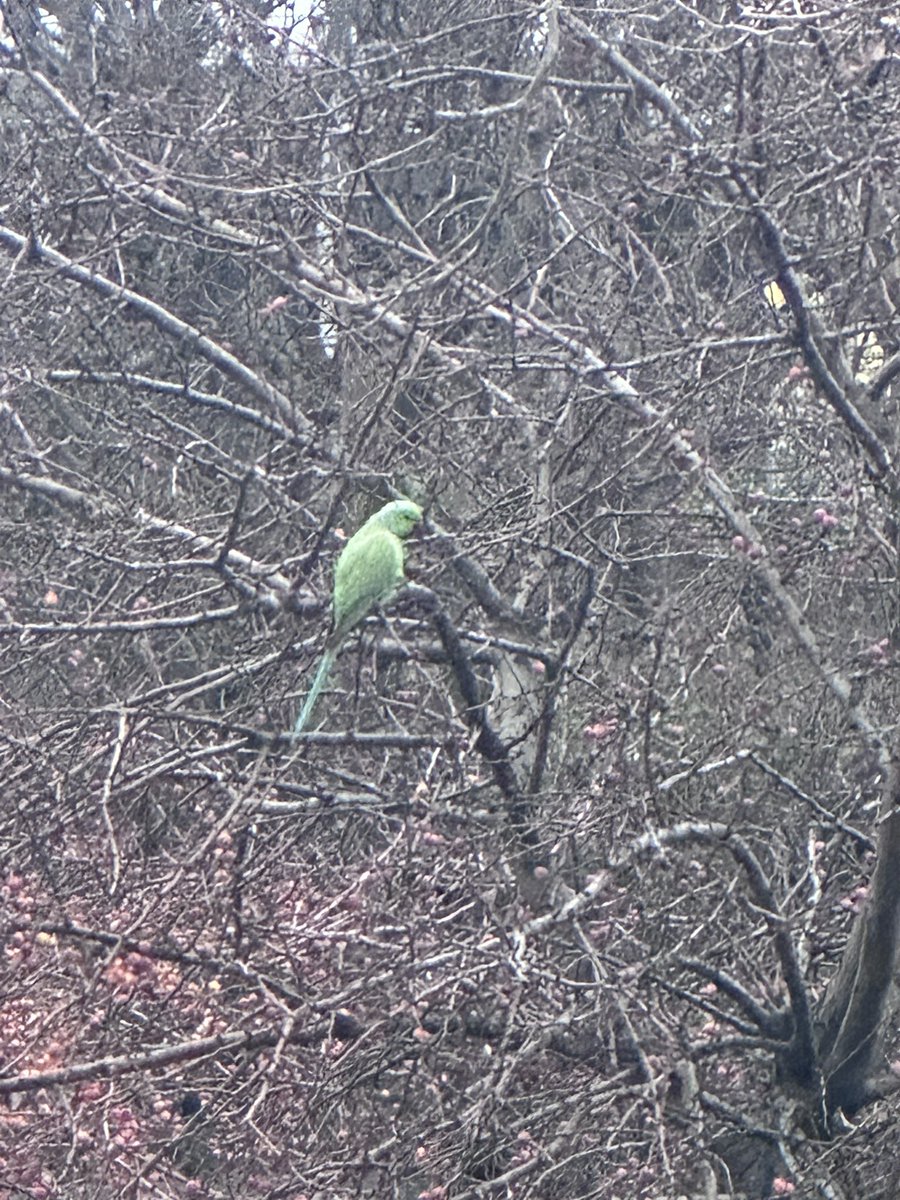 uyucamyazma's tweet image. bugün gerçekten çok güzel yeşil bir kuş gördüm yalancı çoban hikayesine dönmesin diye kimseyi arayamadım