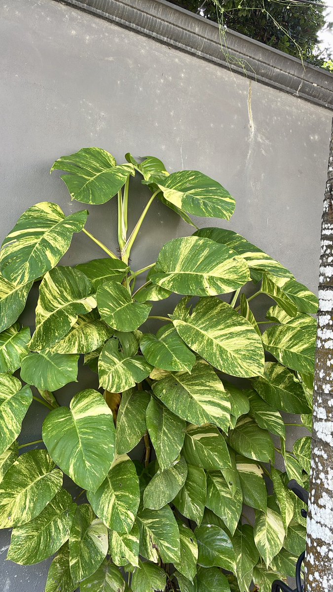 GoMartym's tweet photo. Caminando me encontré con este Pothos gigante. Algunos lo conocen como Pothos Dorado o Pothos Hawaiano 💚😍 https://t.co/a64HLz3MBs