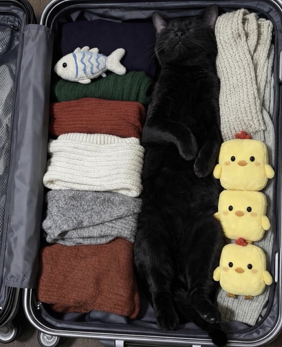 Black cats are not bad luck (@visualscat) on Twitter photo 