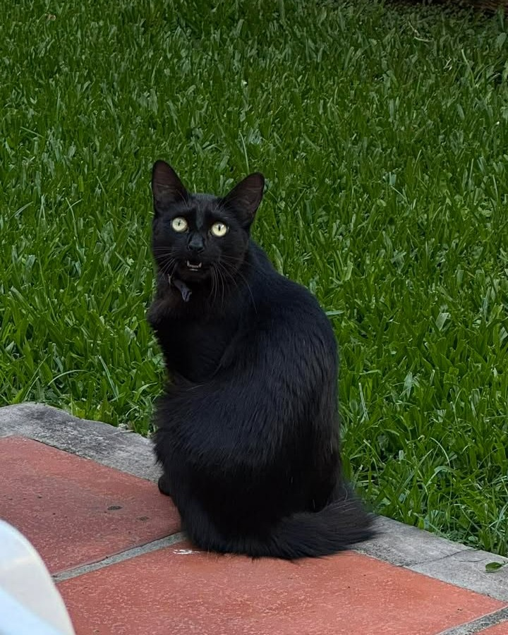 DeGatitos_'s tweet image. #Perdiamigato 📢📢📢
RT RT RT
GATITO PERDIDO EN CABALLITO!
Esta castrado y no tienen el collar.
Martina 1141751336

#gatitosperdidos