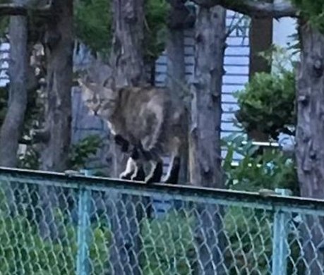 Lightlinx's tweet image. たまにの梅雨。
つまり机に行って着替え。
悪くない 🥧