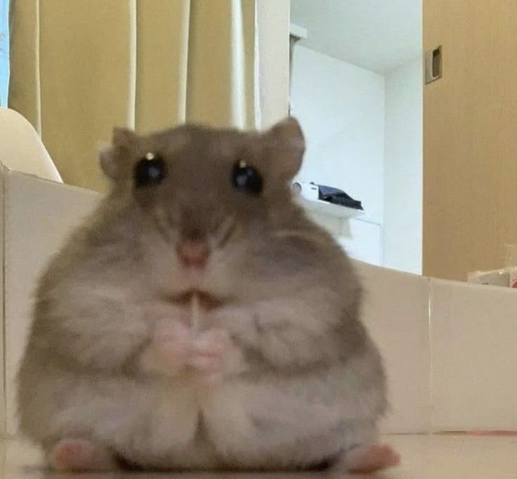 hamster (@hamsterie) on Twitter photo 